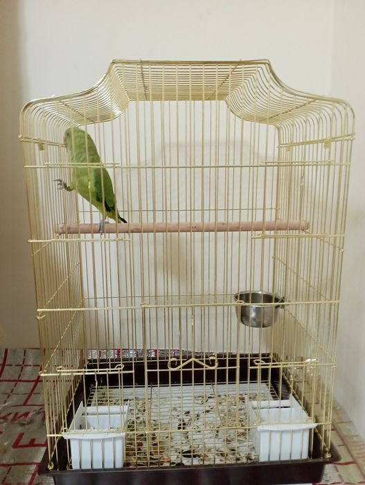 Ожереловый попугай сотилади