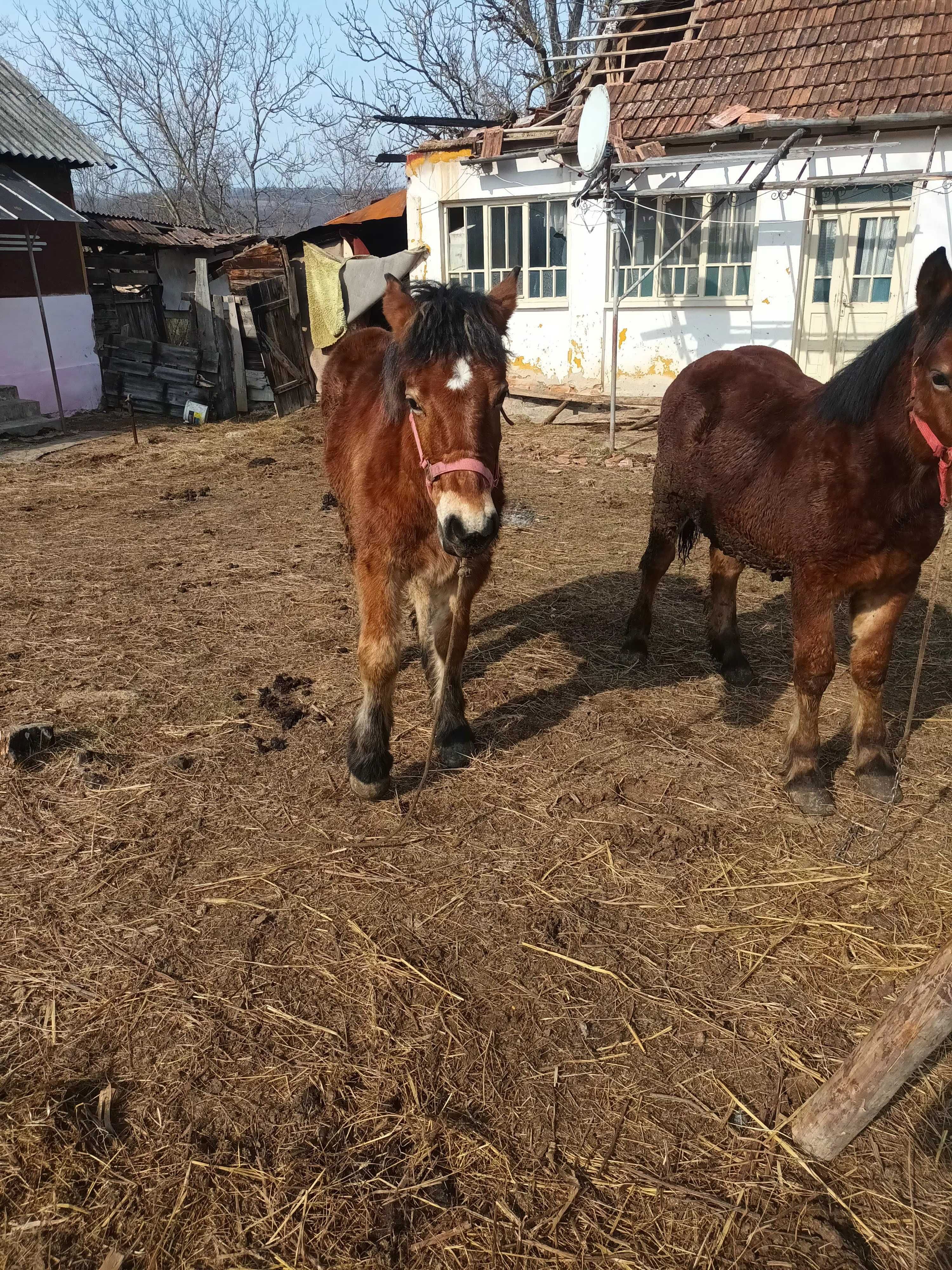 Manji si vaca de vanzare