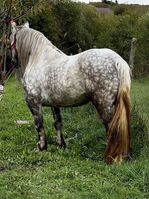 Iapa 5 ani 1.70 inaltime pasaport original blanda fara defect