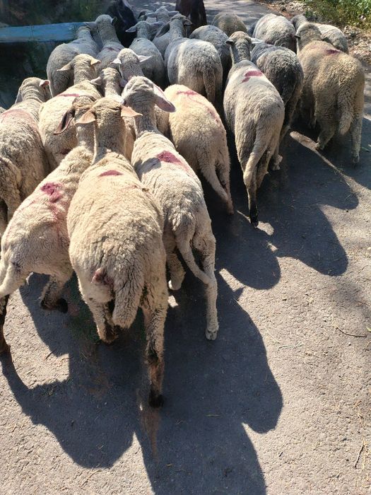 Vând miei de crescut sau de sacrificat