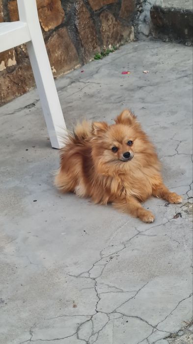 Мини Померански шпиц