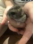 Donez hamsteri, 4 buc