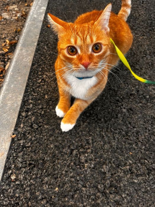 котик ищет новый дом