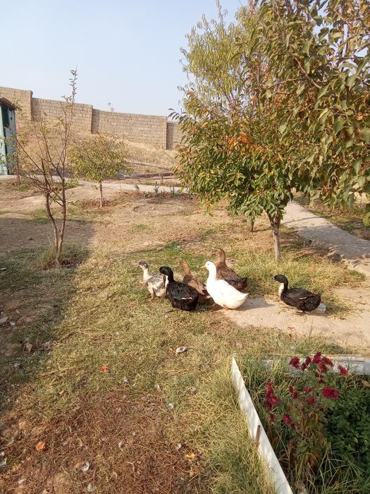 Үйрек Утки 6 шт.