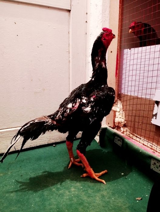 Мрамор туляк  1.4 года