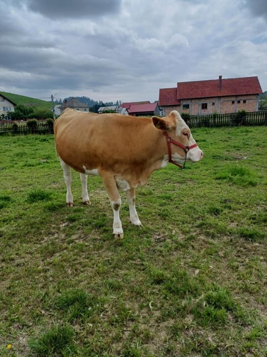 De vânzare, juninca gestanta în 9 luni