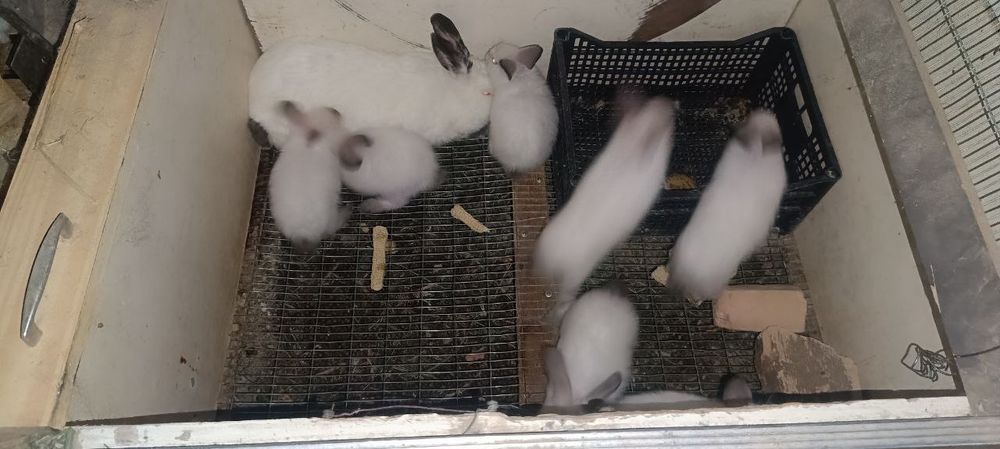 Продается Калефарнийские кролики