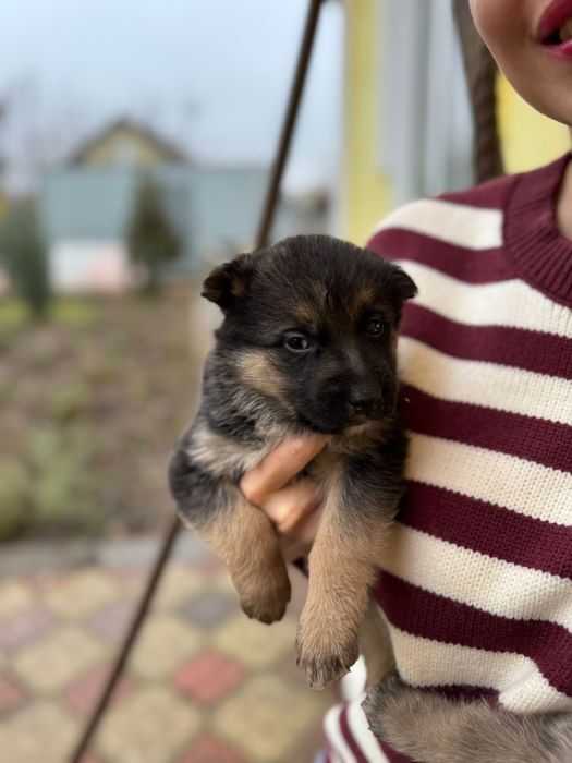 Отдам щенков в хорошие руки