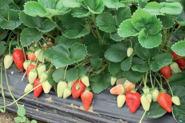 Внимание промоция расад ягоди и малини