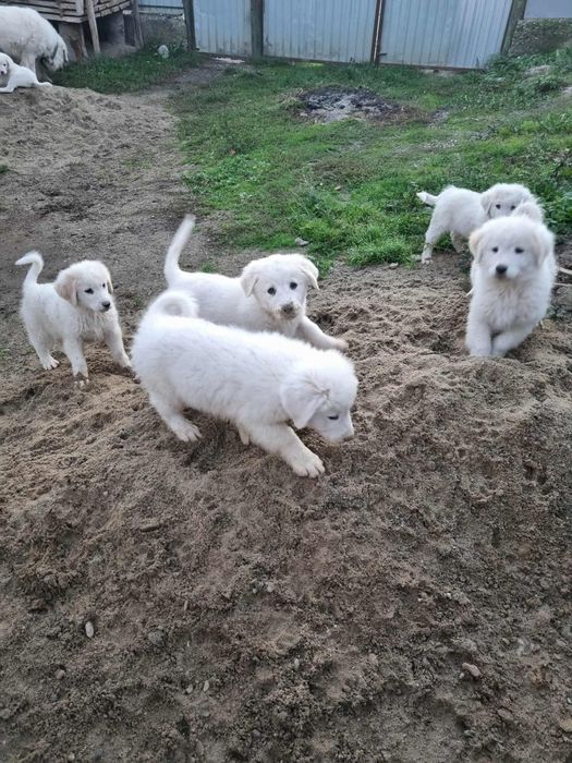 Donez 4 cățeluși in varsta de 3 luni