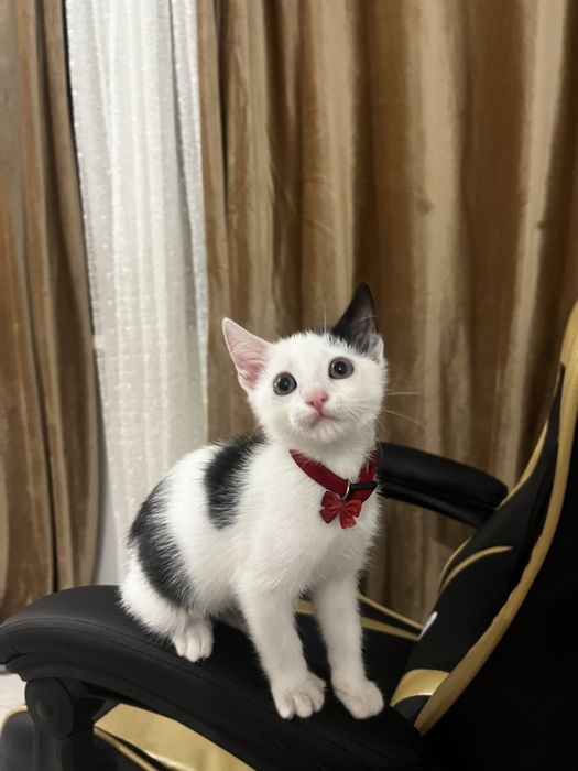 Котенок изет любящую семью