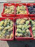 avem struguri  de vin orice soi direct de la producator