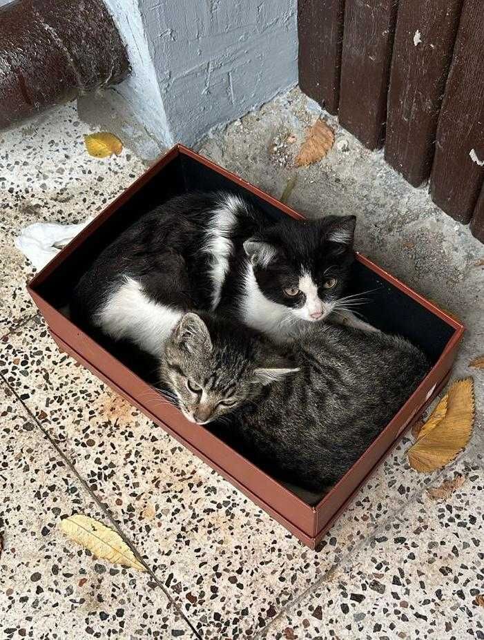 Милые котята в добрый руки!