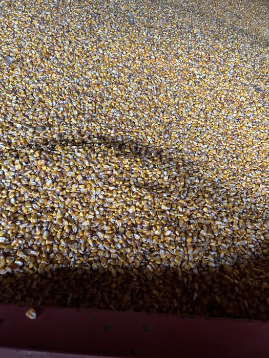 Porumb  boabe productie 2025