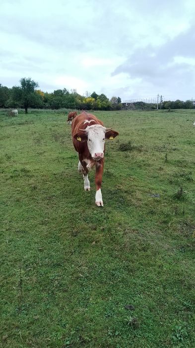 Vând juninci frumoase