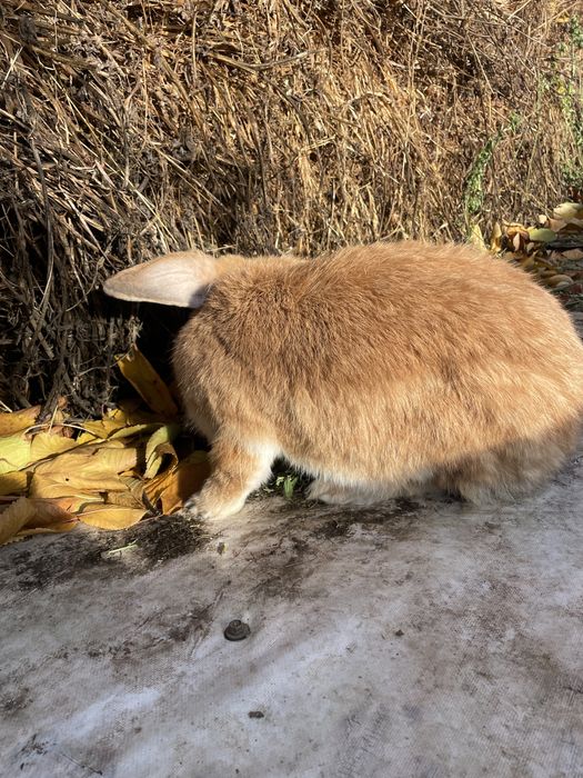 Vand iepuroaica berbec german
