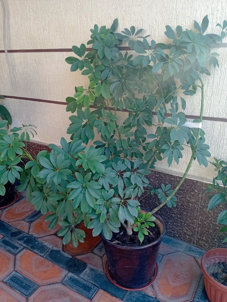 Xona gullari, xona oʻsimliklari, sheflera, qora shaxzoda. Gullar
