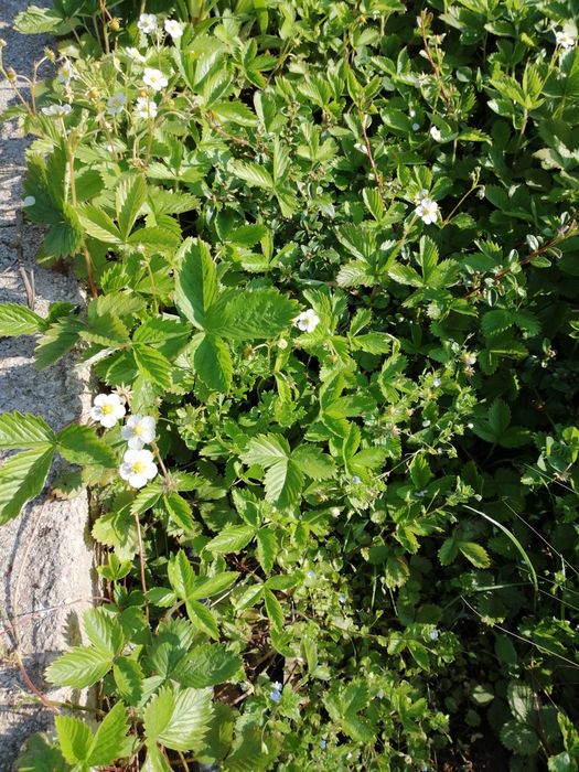 Продавам разсад горска ягода