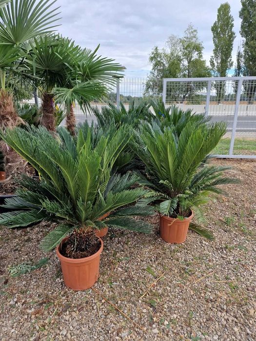 Crează-ți Colțul Verde cu Plante Ornamentale de Calitate Superioară