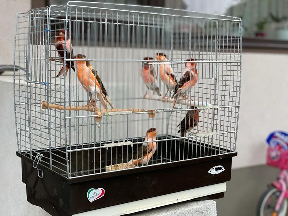 Canari Masculi Si Femele,Arlechinul Portughez,Albi,Rosii Crescator