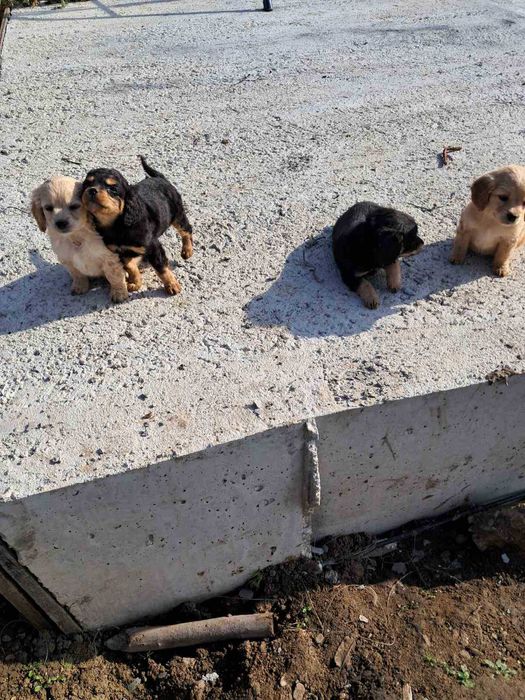 Американски Кокерчета