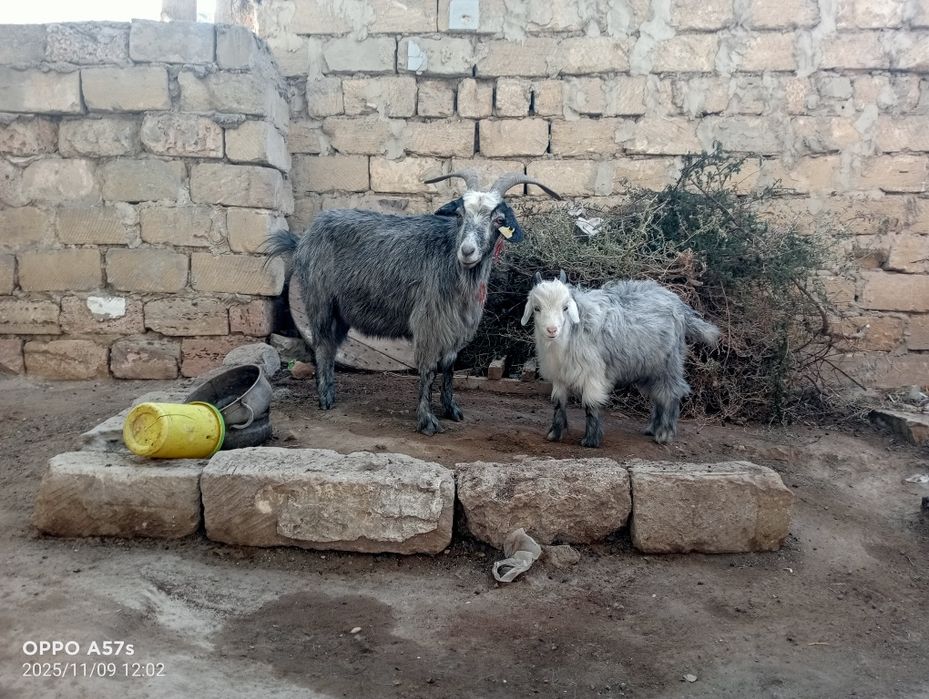 Ешкі сатылады лагымен