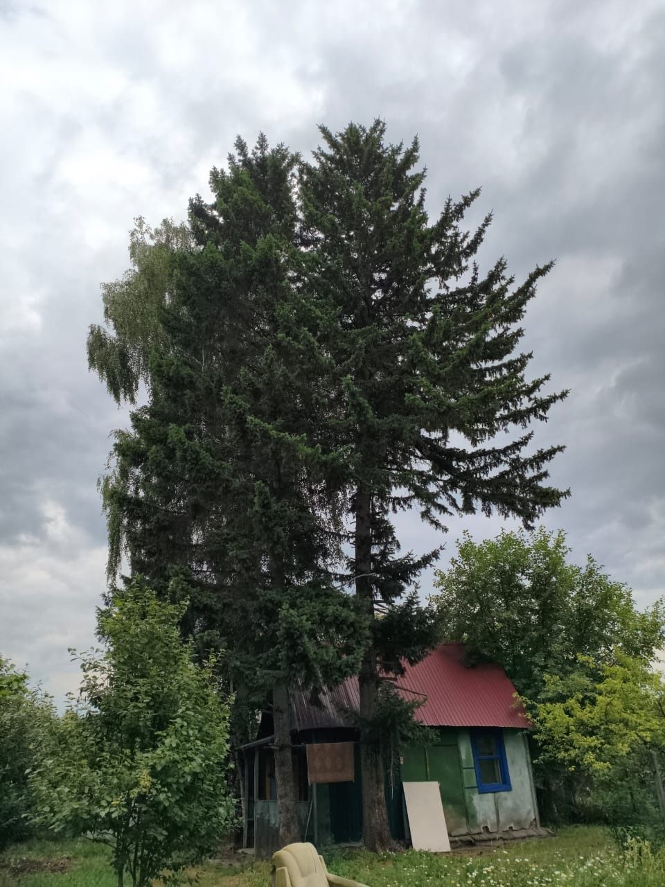 Спил деревьев Усть-Каменогорск