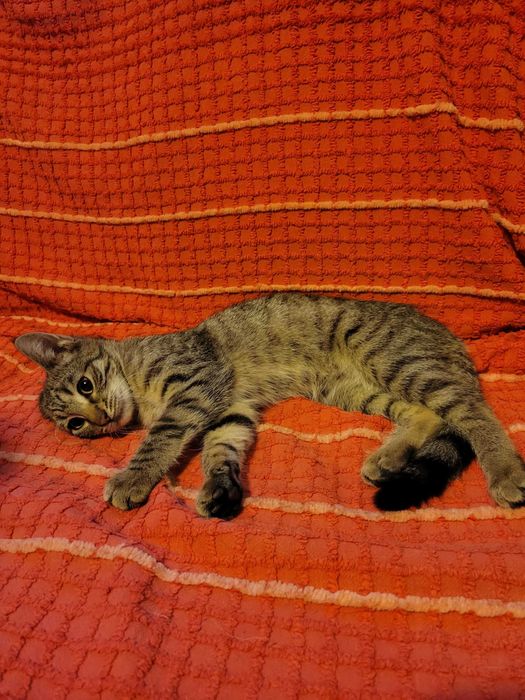 Подарява се тигрово котенце на три месеца