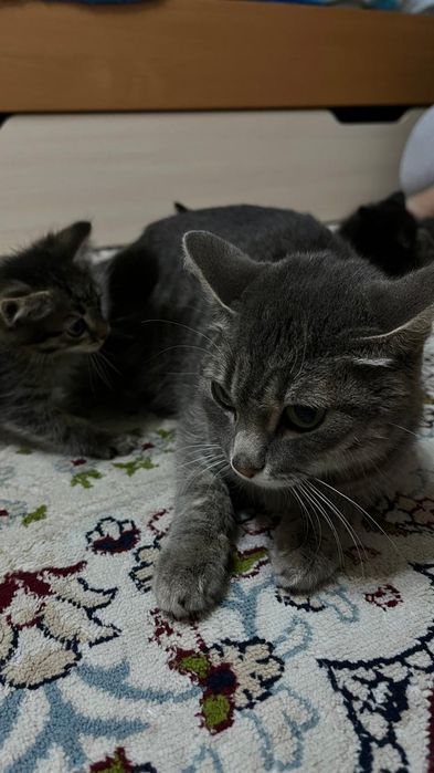 Отдам котят в добрые руки