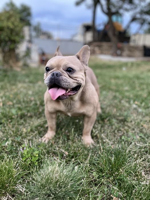 Куче френски булдок