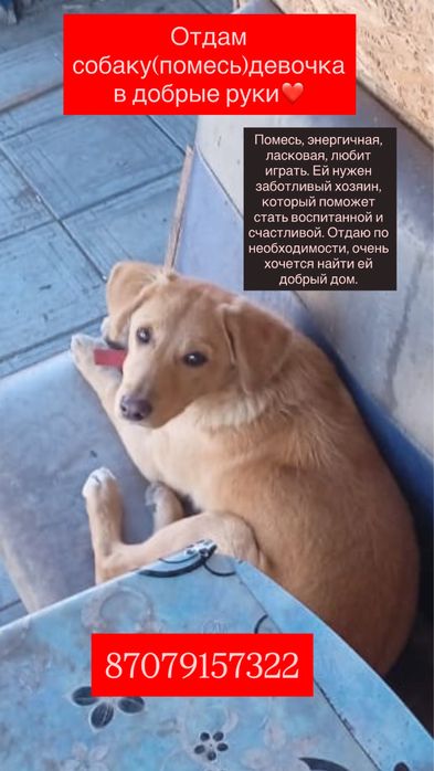 Собака ищет любящие руки