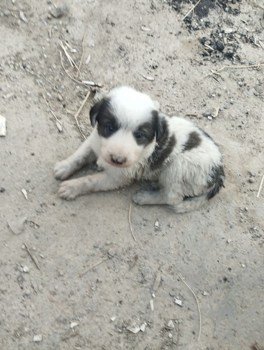 Кучук 2 ойли совгага