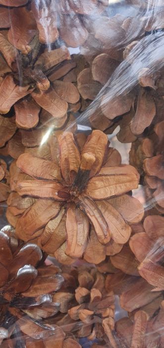 Продаю шишки еловые сосновые