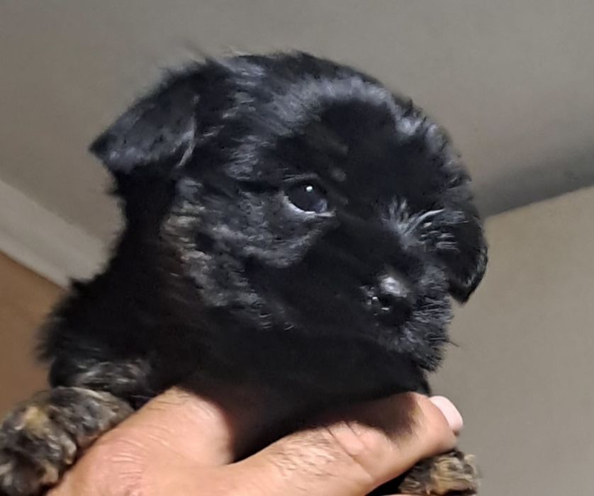 Малки йоркита  1женско  и 1 мъжко