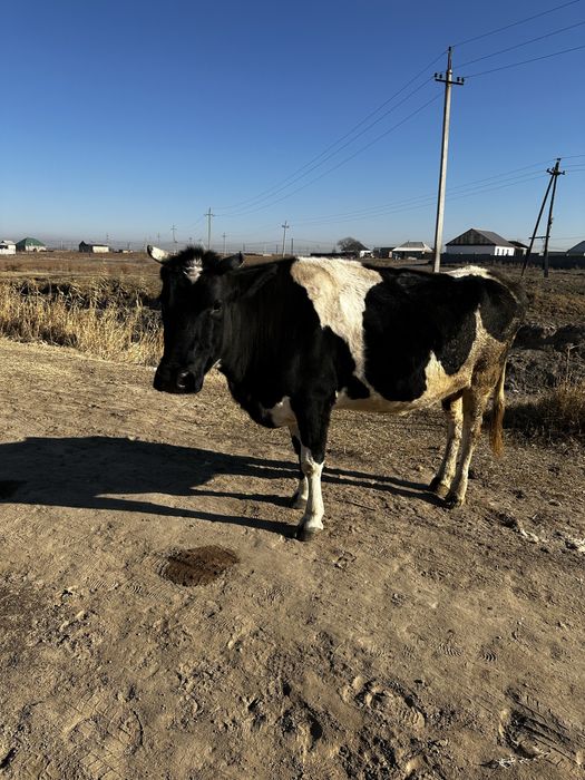 Продам молочных коров цена 900тыс Шу - Чу