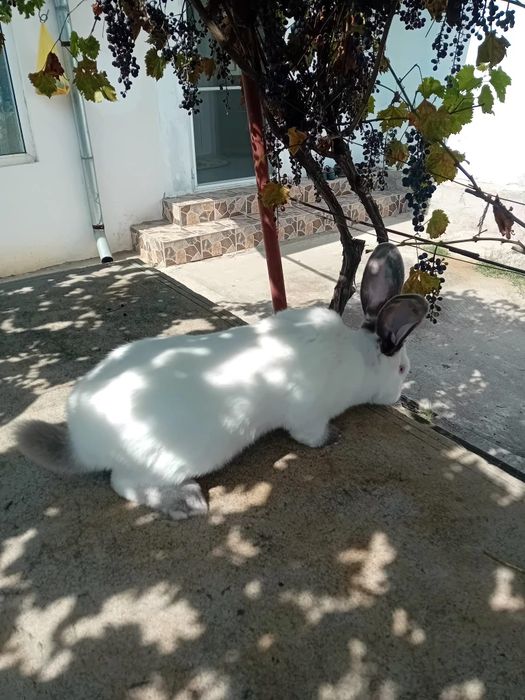 Iepuri Uriaș de Transilvania