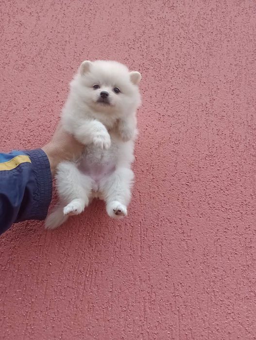 Бели Померани !!