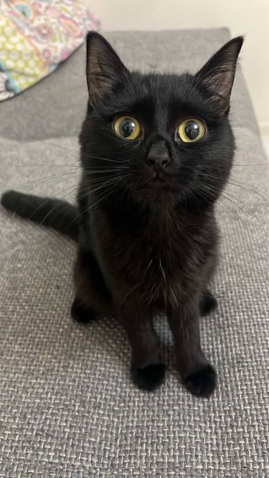 Найдена стерелизованная кошечка чистая ухоженная