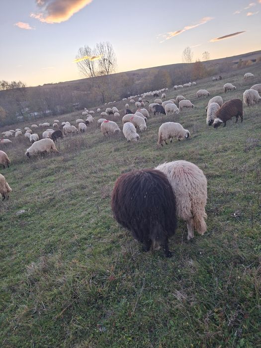 Vând oi bune pe alese