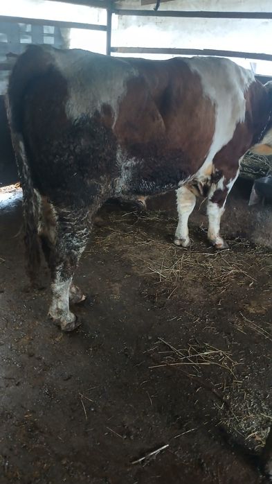 Vând taure baltat de monta