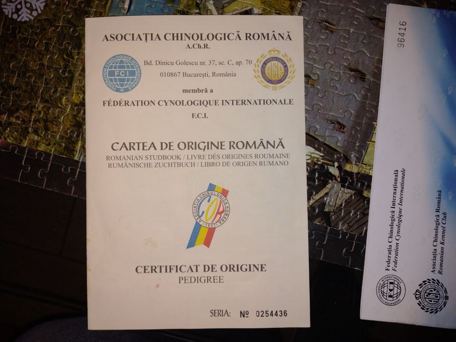 Chow Chow o mică prințesă