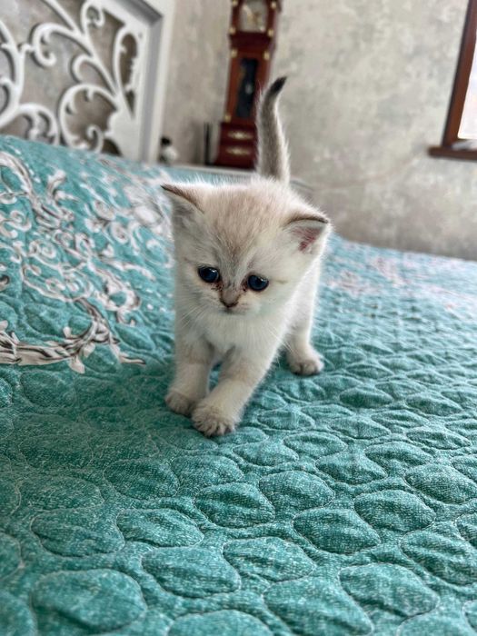 Поинт Шиншилла тозза зоттор. Кони тоза козлари кук