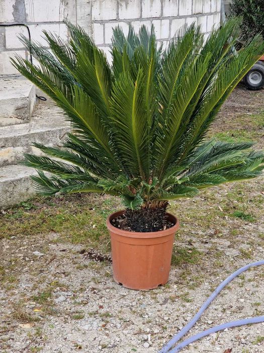 Crează-ți Colțul Verde cu Plante Ornamentale de Calitate Superioară