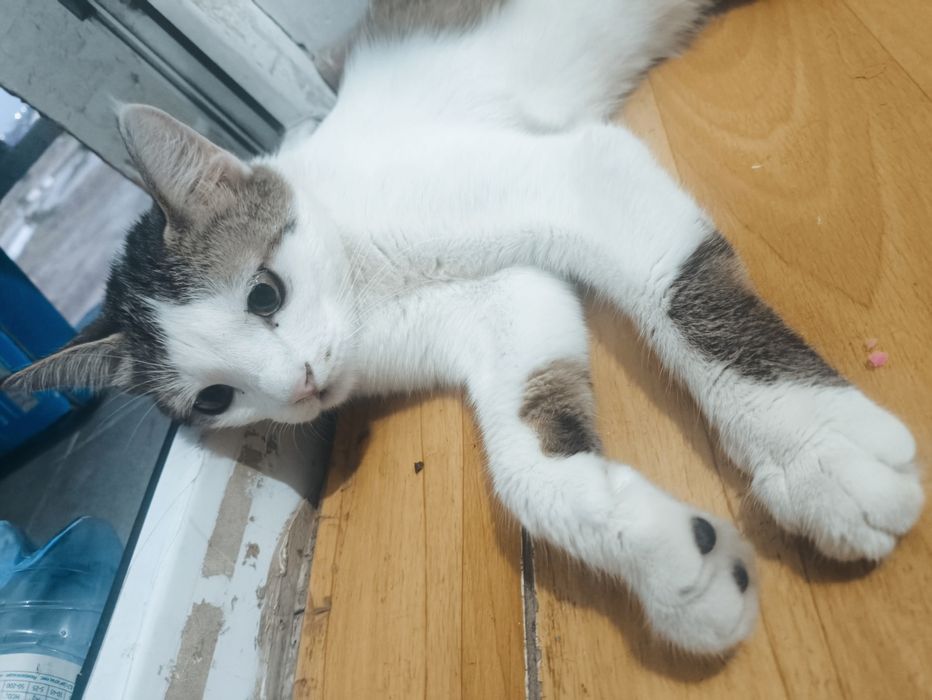 Кошка, домашняя. Отдам в добрые руки.