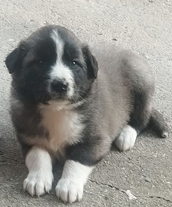 Mascul de caucazian rasa pura cu pedigree tip A