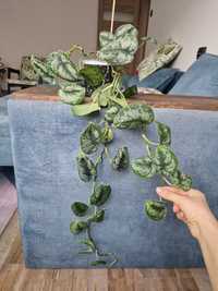 Сциндапсус пиктус треби, крупный лист, продаю срезы с растения