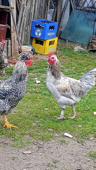 Cocoșei crescuți la curte