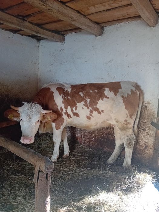 Juninca de 1 an și 4 luni