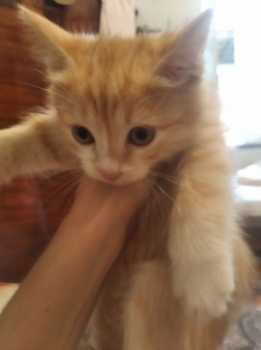 Котята продаються.