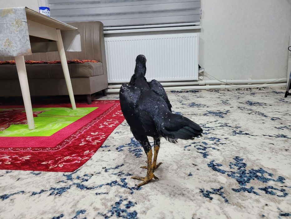 Корея + Шамо  тоза зод 1 тулак булди уршиши зур тика юради